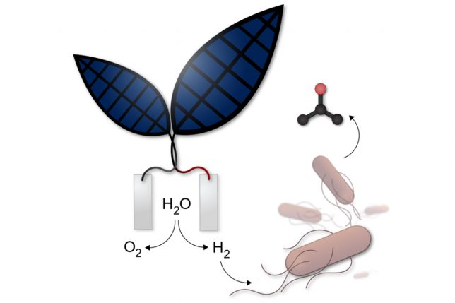 The bionic leaf is a system for converting solar energy into liquid fuel developed by the labs of Daniel Nocera and Pamela Silver at Harvard. Credit: Jessica Polka, CreativeCommons