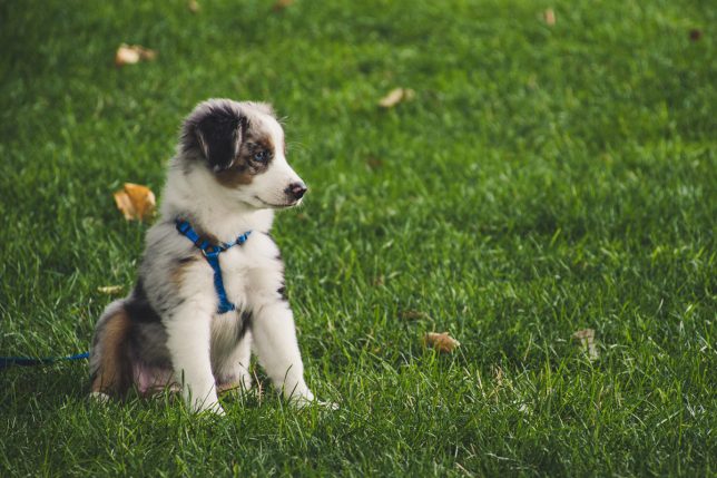 Dog on lawn