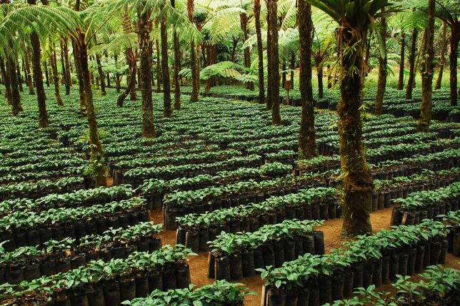 These Rainforest Alliance Certified coffee plants are grown under natural shade created by native tree species on this Guatemalan coffee farm. Credit: Charlie Watson, FlickrCC.