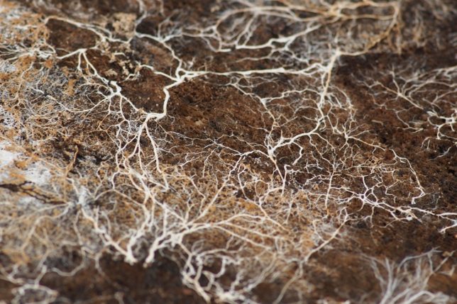 Underground mycelium networks can absorb and break down a wide range of natural and man-made compounds, and that’s why we’re using them to clean up contaminated sites naturally. Credit: Kirill Ignatyev, FlickrCC