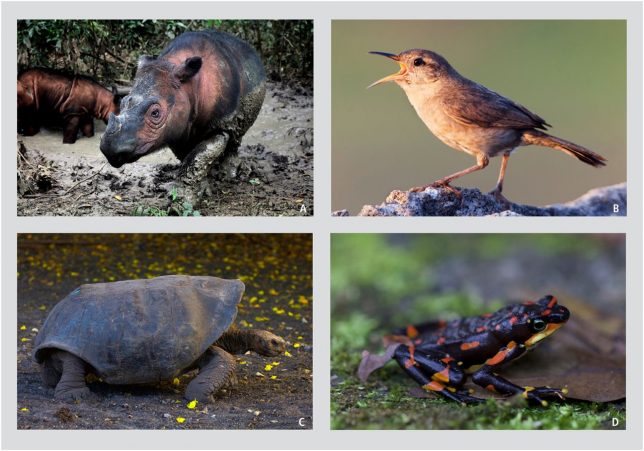 Terrestrial vertebrates on the brink (i.e., with 1,000 or fewer individuals) include species such as (A) Sumatran rhino (Dicerorhinus sumatrensis; image credit: Rhett A. Butler [photographer]), (B) Clarion island wren (Troglodytes tanneri; image credit: Claudio Contreras Koob [photographer]), (C) Española Giant Tortoise (Chelonoidis hoodensis; image credit: G.C.), and (D) Harlequin frog (Atelopus varius; the population size of the species is unknown but it is estimated at less than 1,000; image credit: G.C.).