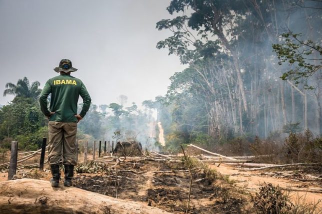 An IBAMA environmental agency agent views illegally felled trees inside Jamanxim National Forest in 2014. Amazon illegal deforestation typically takes place in several steps: valuable trees are logged and sold, then the rest are cut, left to dry, and burned in preparation for turning the land into cattle pasture and croplands. Image courtesy of IBAMA.