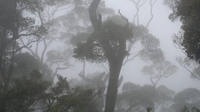 Balangoda-Hatton Road of Sri Lanka, ways through natural forest. It is misty most of the year during the evening. Image by Kanthaja. (CC BY-SA 4.0)