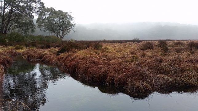 Montane Peatland, Polblue Swamp, Barrington Tops National Park by Doug Beckers (CC BY-SA 2.0).