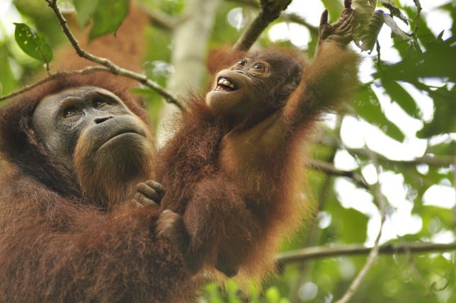 Orangutans Rimbani and baby Raja. Image Courtesy: The Orangutan Project.