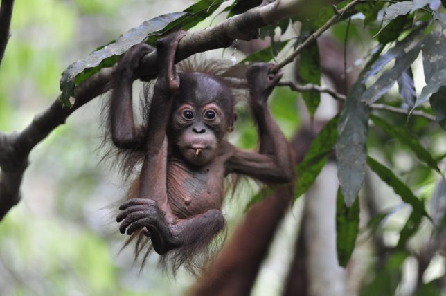 A baby orangutan. Image courtesy: The Orangutan Project.