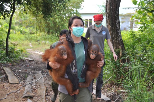 Young orangutans with a caretaker. Image courtesy: The Orangutan Project.