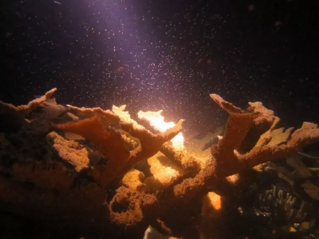 Corals often broadcast reproductive material during the full moon, to take advantage of powerful water currents. Image: Jenny Mallon, Author provided.