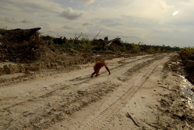 Destruction of their habitat is the greatest threat facing these great apes, according to Cocks. Image courtesy: The Orangutan Project.