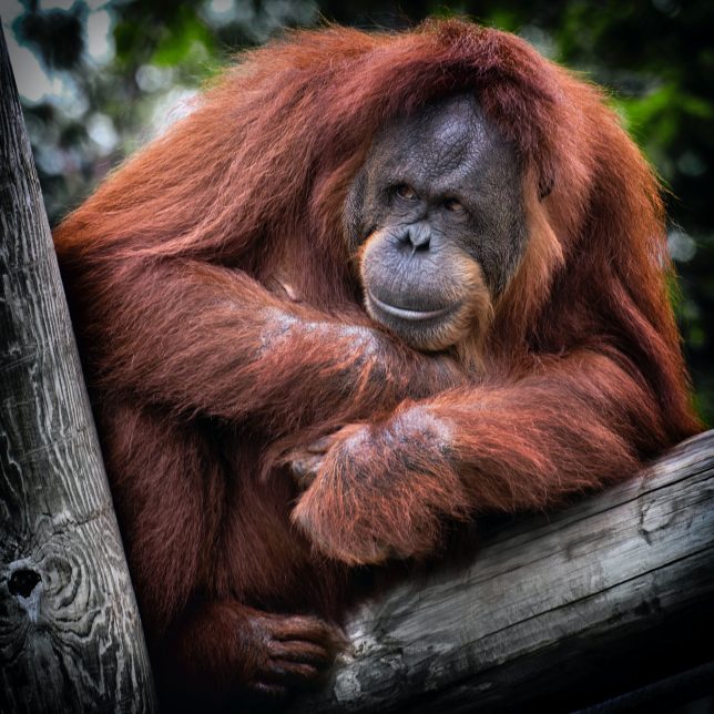 Orangutan on a tree. Photo by Dawn Armfield on Unsplash.