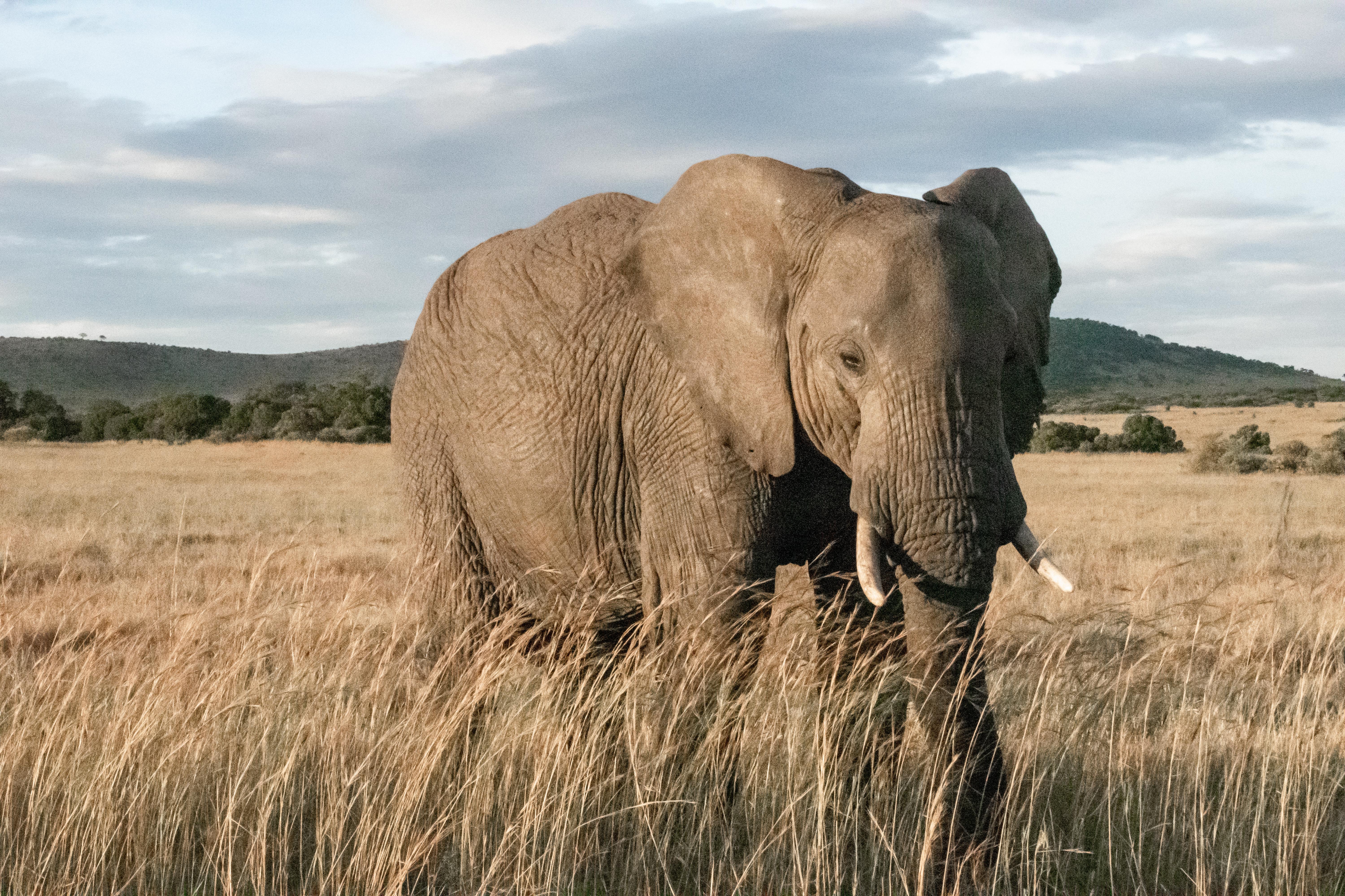 Elephant photo by elCarito on Unsplash