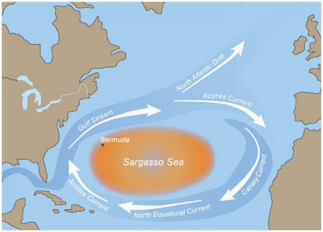 The Sargasso Sea is an important feeding ground for immature Atlantic sea turtles, but the same currents that concentrate seaweed there also carry drifting plastic trash. University of Florida, CC BY-ND