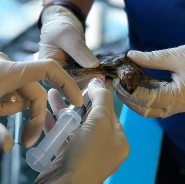 Post-hatchling sea turtle being treated at Gumbo Limbo Nature Center. Gumbo Limbo Nature Center, CC BY-ND
