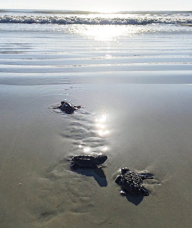 Successfully rehabilitated hatchling loggerhead sea turtles being released back into the Atlantic Ocean. Jessica Farrell, CC BY-ND