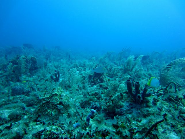 Soft corals, algae, fish ( a doctorfish and butterflyfish), and sponges in a highly diverse reef scene. Photo by NOAA on Unsplash.