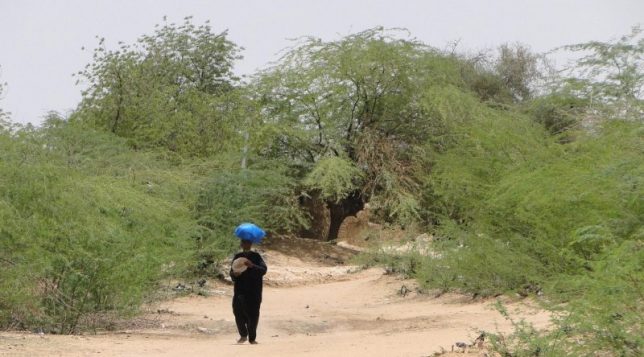 Rural Burkina Faso: Part of the Sahel, but with plenty of trees. Image: By Adam Jones, Ph.D., via Wikimedia Commons