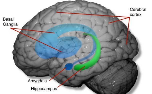 The cerebral cortex, hippocampus and amygdala are physically altered by captivity, along with brain circuitry that involves the basal ganglia. Bob Jacobs, CC BY-ND