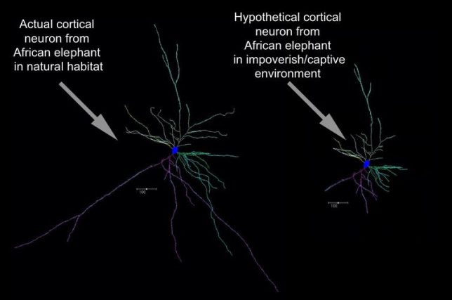 An actual cortical neuron in a wild African elephant living in its natural habitat compared with a hypothesized cortical neuron from a captive elephant. Bob Jacobs, CC BY-ND