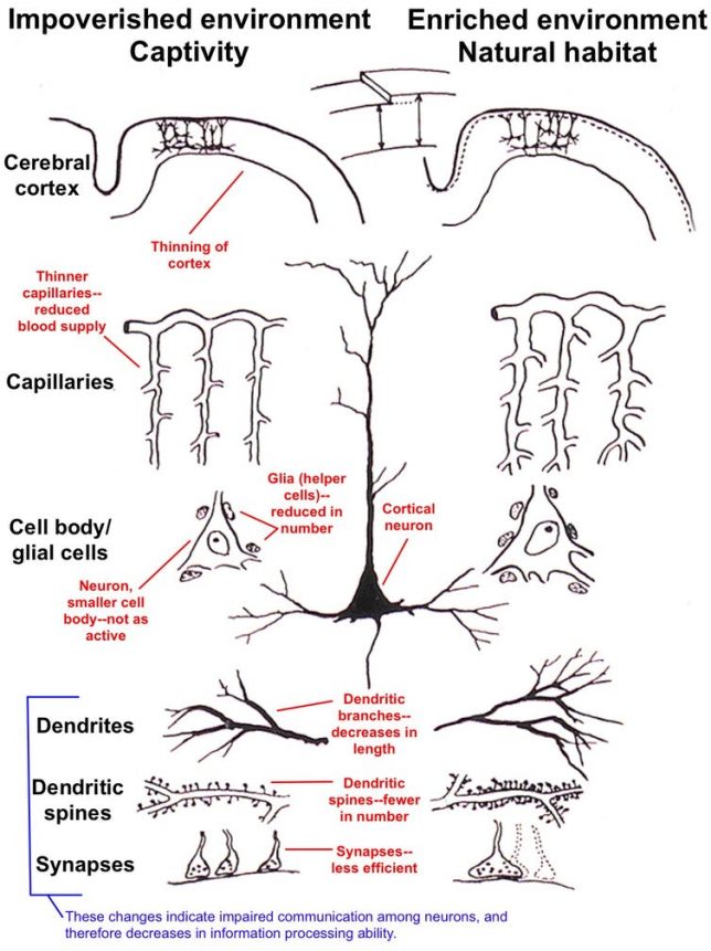 This illustration shows differences in the brain’s cerebral cortex in animals held in impoverished (captive) and enriched (natural) environments. Impoverishment results in thinning of the cortex, a decreased blood supply, less support for neurons and decreased connectivity among neurons. Arnold B. Scheibel, CC BY-ND