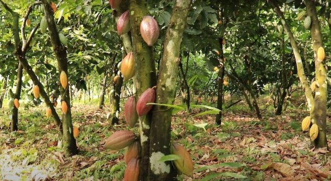 Cocoa farms are common near Afi River Forest Reserve. Image for Mongabay by Orji Sunday.