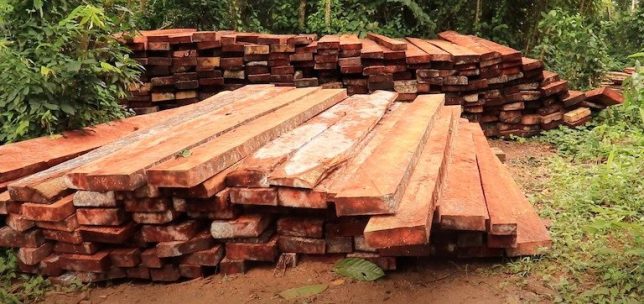Lumber milled near Afi River Forest Reserve. Timber is one of the vanishing forest resources inciting conflict among Cross River communities, according to local sources. Image for Mongabay by Orji Sunday.