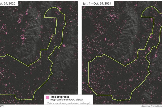 2020 saw the highest amount of deforestation in Afi River Forest Reserve since the turn of the century, according to data from the University of Maryland. But preliminary data for 2021 suggests the reserve has experienced even more deforestation this year.