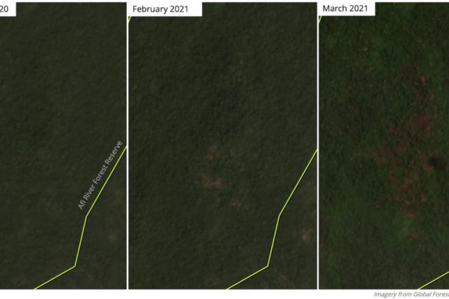 Satellite imagery shows a large fire consumed forest in Afi River Forest Reserve following clearing of a smaller area.