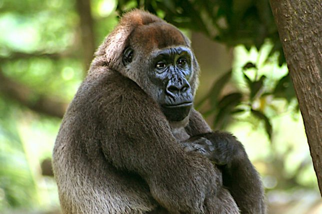 The cross River gorilla (Gorilla gorilla diehli) is considered one of the most endangered primate subspecies on the planet. Image by user Julielangford via Wikimedia Commons (CC BY-SA 3.0).