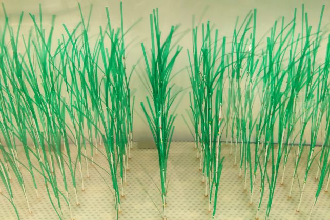 A new MIT study provides greater detail about how thes protective benefits of marsh plants work under real-world conditions shaped by waves and currents. The simulated plants used in lab experiments were designed based on Spartina alterniflora, which is a common coastal marsh plant. Credit: Xiaoxia Zhang.