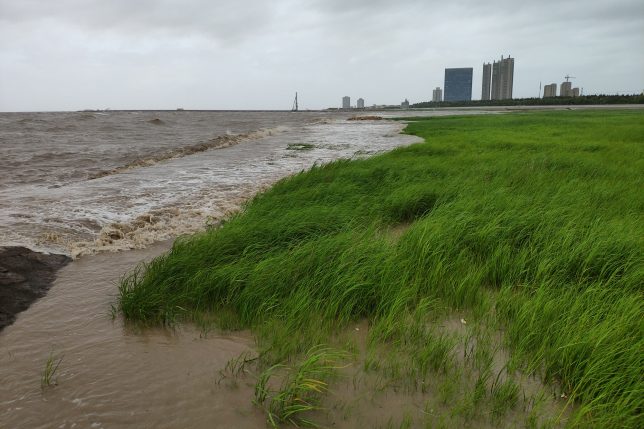 This photo shows examples of Spartina alterniflora in China. Credit: Xiaoxia Zhang.