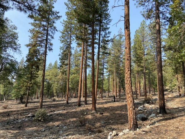 Thinned areas like this one in California’s Genessee Valley were more resistant to 2021’s Dixie Fire. Ryan Tompkins, CC BY-ND