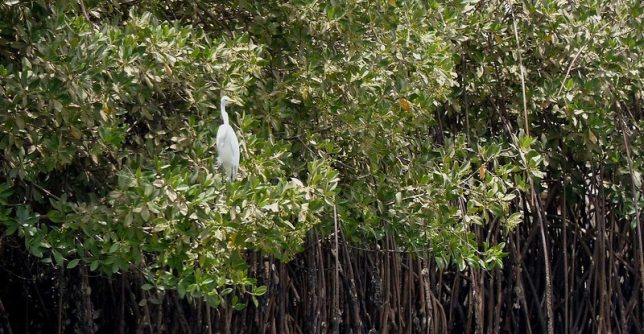 Banjul, The Gambia. Used under Creative Commons license. Photo credit: Roel van Deursen