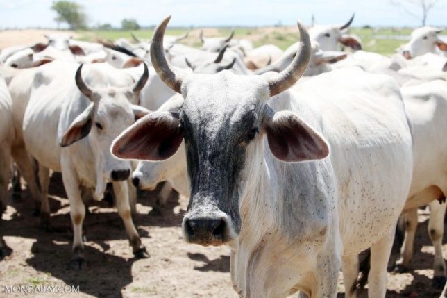 A herd of cattle on a ranch in Colombia. Image by Rhett Butler, Mongabay.com