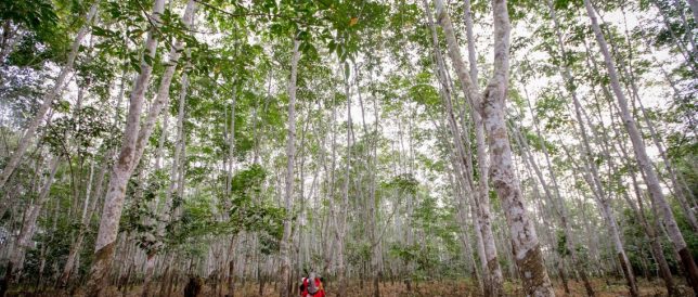 The women of Perigi Village travelled along 500 m of rubber gardens while carrying puruns to get to their place. Photo by Rifky/CIFOR