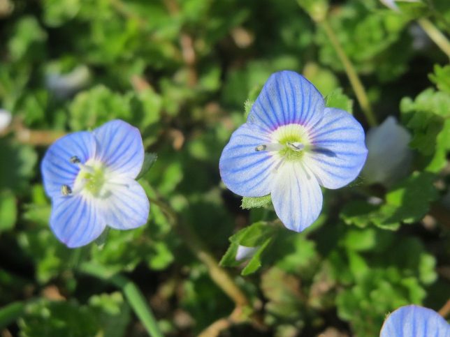 Veronica persica (also known as field-speedwell) is a flowering plant in the plantain family Plantaginaceae. Source: AnRo0002, CC0, via Wikimedia Commons.