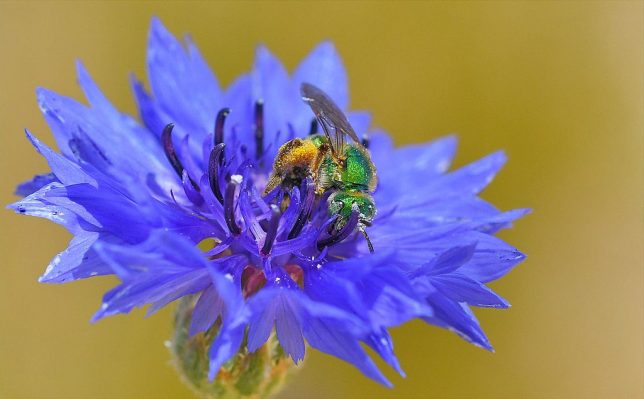 Hoping for orange cornflowers next year, or maybe blue poppies. Source: Terry Lucas, CC BY 3.0 via Wikimedia Commons