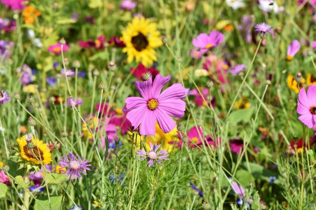 A meadow of wildflowers, an important source of food for pollinating insects. Image by Ralphs_Fotos via Pixabay.