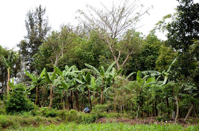 VI Agroforestry in Masaka, Uganda. September 2013. NatureDan, CC BY-SA 3.0, via Wikimedia Commons.