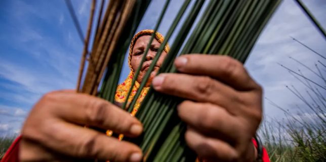 Women in Perigi Village, South Sumatra, routinely harvest Purun to make plaited mats. Photo by Rifky/CIFOR