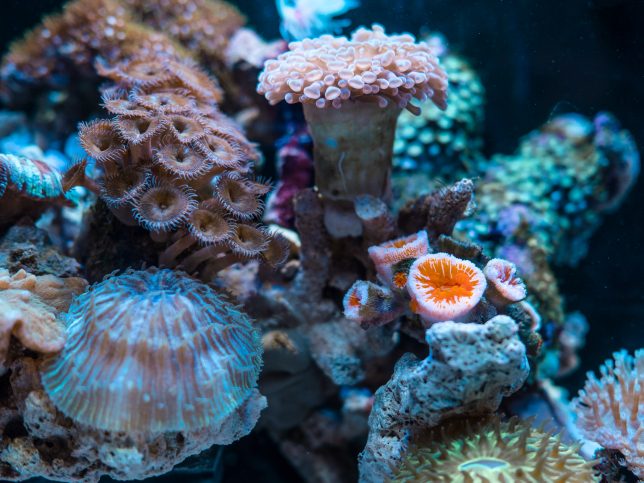 Photo of coral reef by Jimmy Chang on Unsplash.