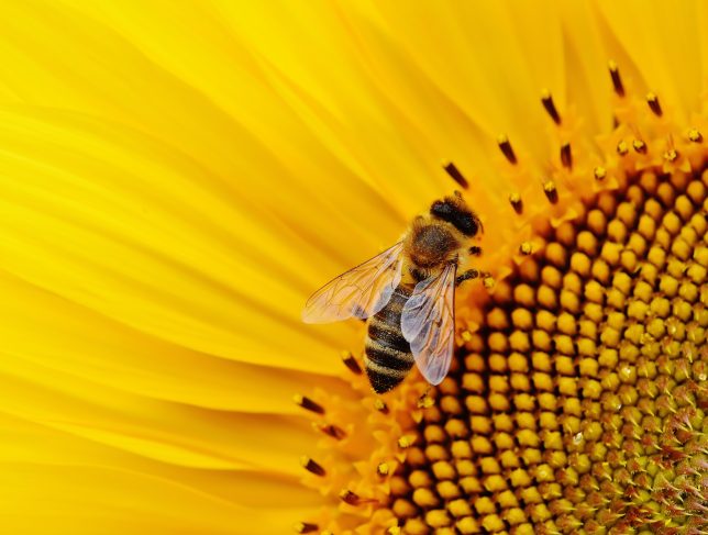 Close-up Photo of Bee in Flower by Alexas Fotos: https://www.pexels.com/photo/close-up-photo-of-bee-in-flower-2198671/