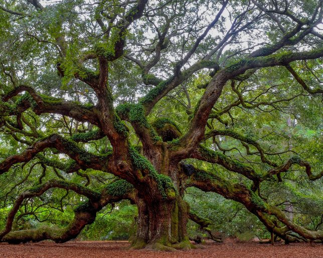 Angel Oak Tree | Charleston, South Carolina. Photo by Andrew Shelley on Unsplash.