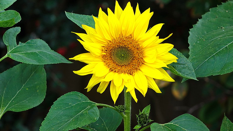 Sunflower by r44flyer on flickr