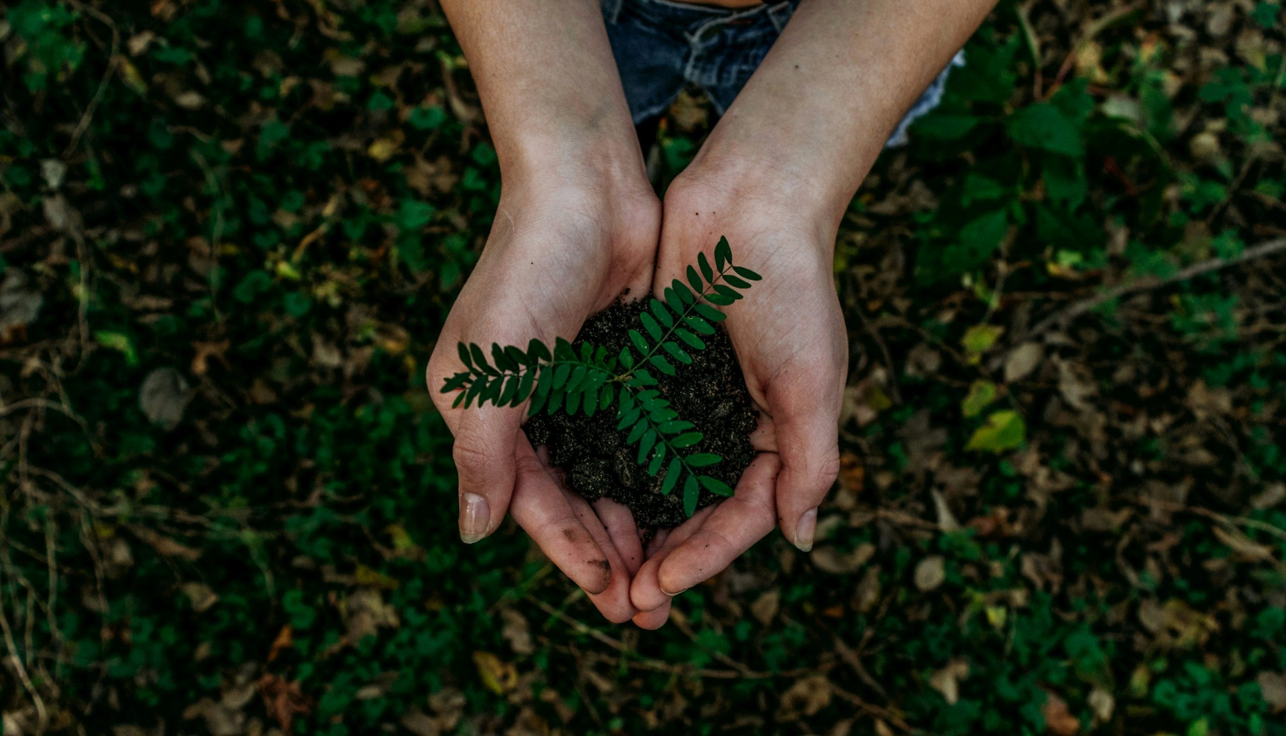 cupped hands with soil and small leaves