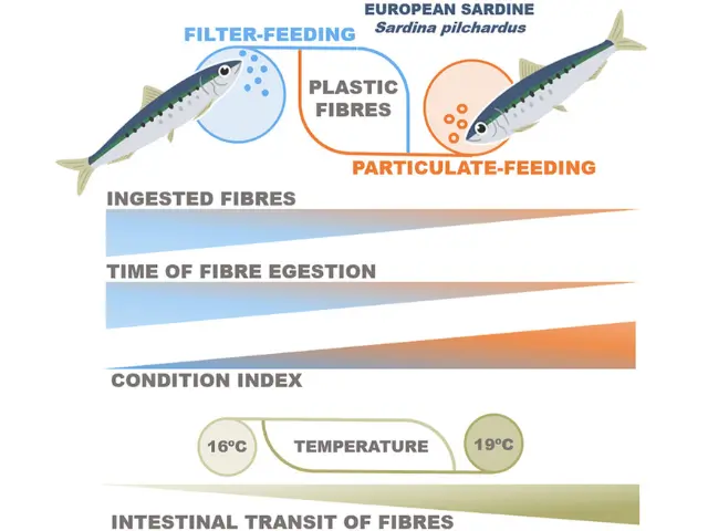 Infographic showing how feeding behavior and temperature affect plastic fibre ingestion in European sardines (Sardina pilchardus). Sardines that use filter-feeding ingest more plastic fibres, expel them faster, and have a lower condition index compared to particulate-feeding sardines. Warmer temperatures (19°C) increase plastic fibre ingestion and speed up intestinal transit time.