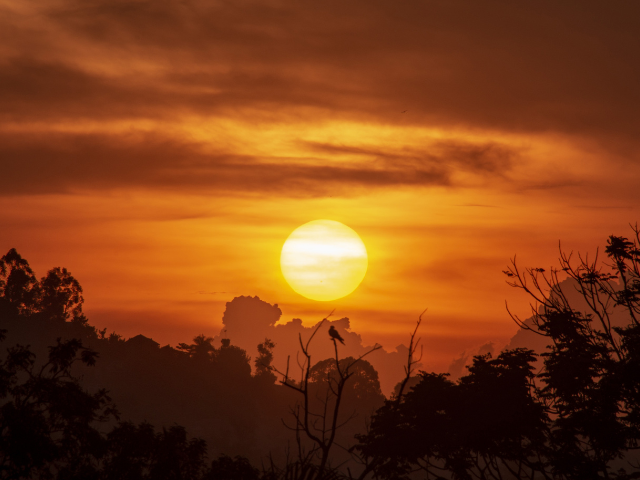 Silhouetted trees and forest under a golden African sunset sky.