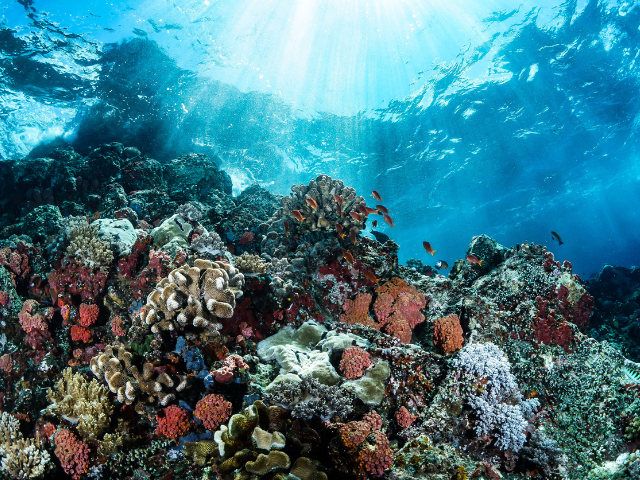 Cover of the CCDH report titled “Healthy coral reef with diverse marine life under clear tropical waters, sunlight streaming through the surface.