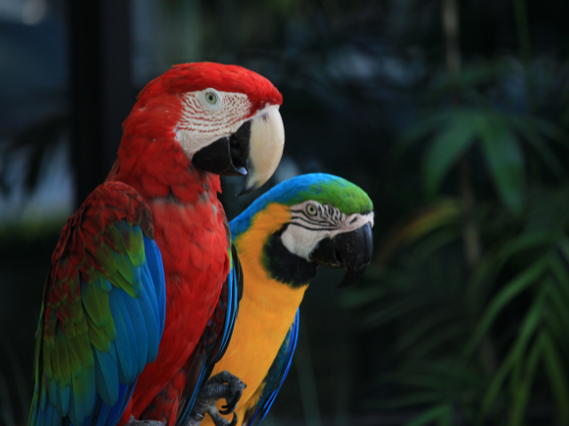 Two colorful tropical parrots perched side by side, one red-and-green and the other blue-and-yellow, against a backdrop of green foliage.